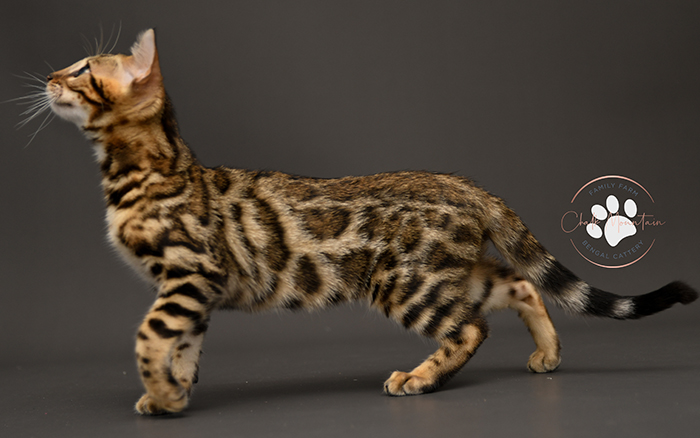 Bengal kitten for sale